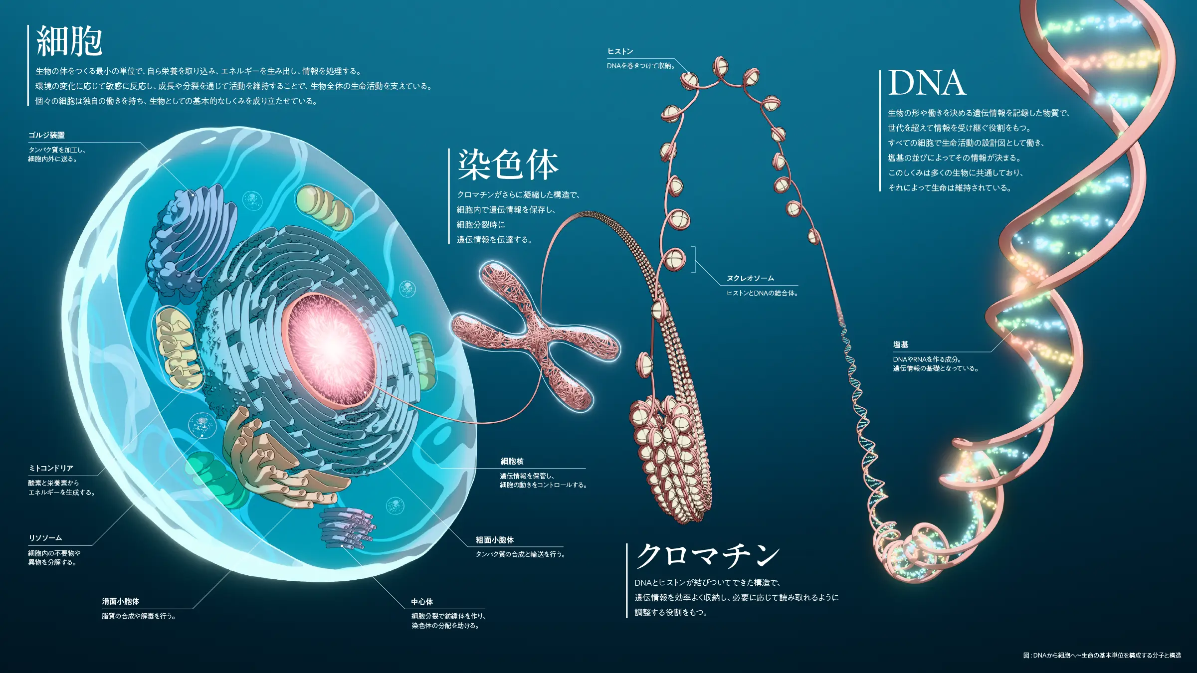 DNA クロマチン 染色体 細胞 サイエンスイラスト