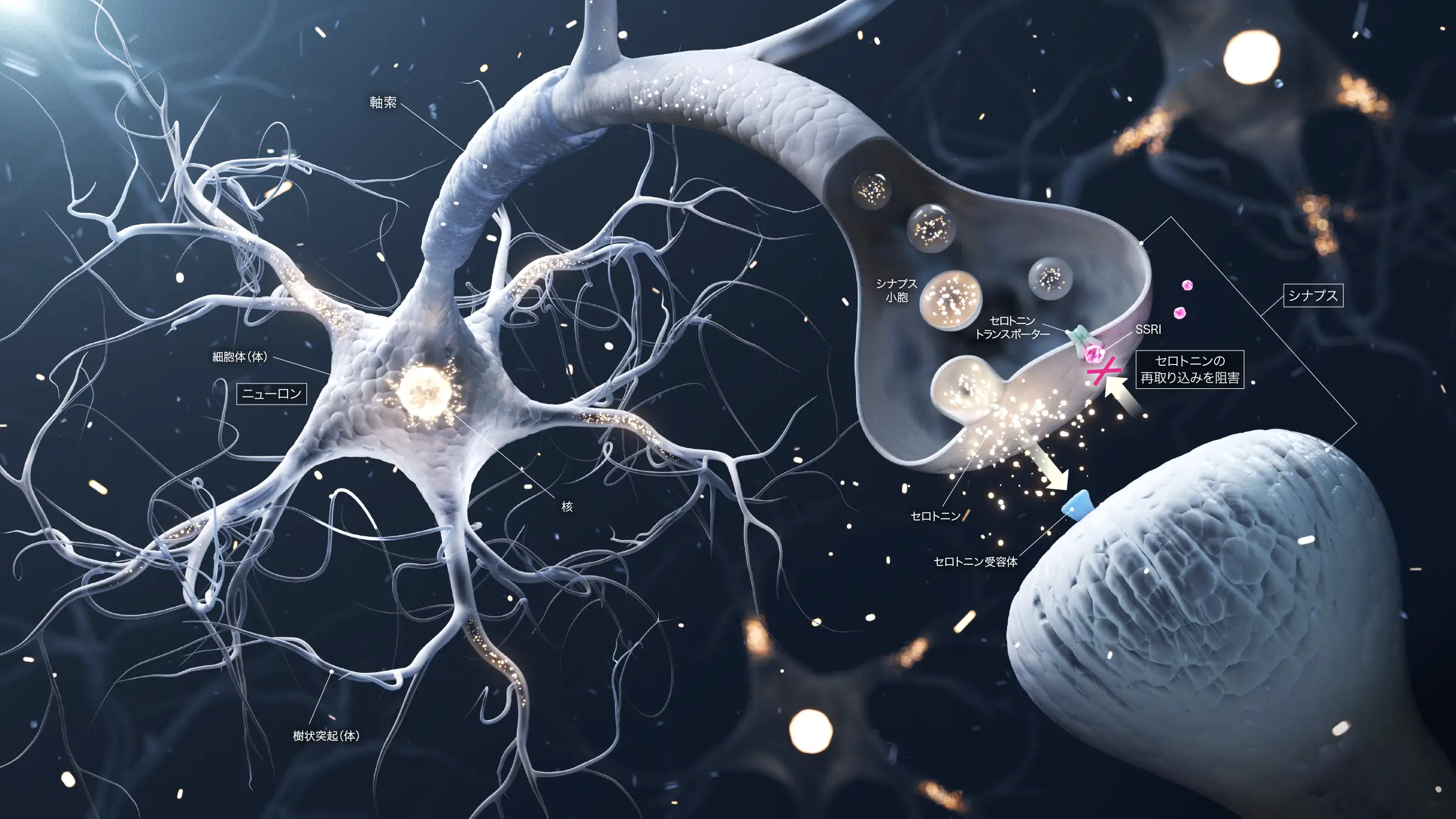 ニューロン シナプス SSRI セロトニン 作用機序イラスト